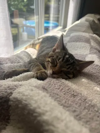 Tabby