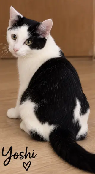 Yoshi