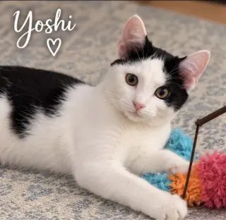 Yoshi
