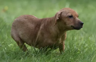 Nyla
