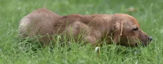 Nyla