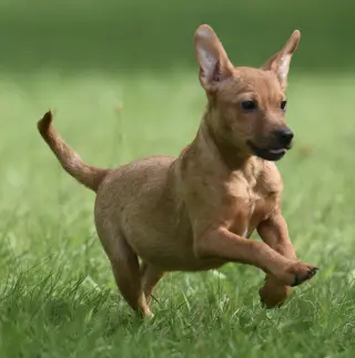 Nyla