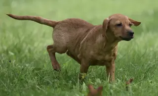 Nyla