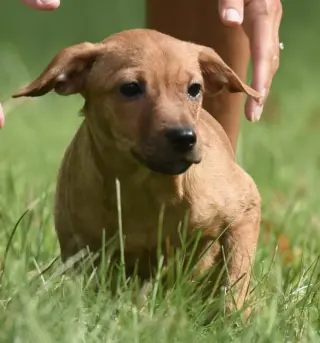 Nyla