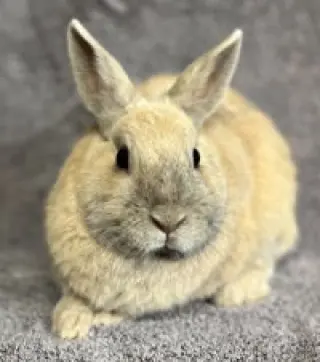 Valentin