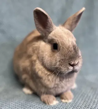 Valentin