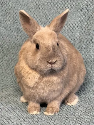 Valentin