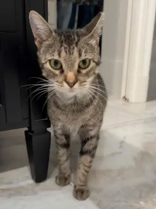 Holly