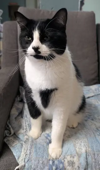 Marcelle