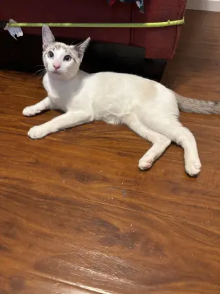 Flurry