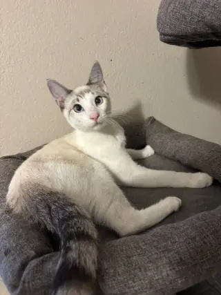 Flurry