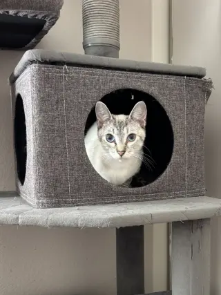 Frostine