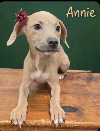 Annie (TX)