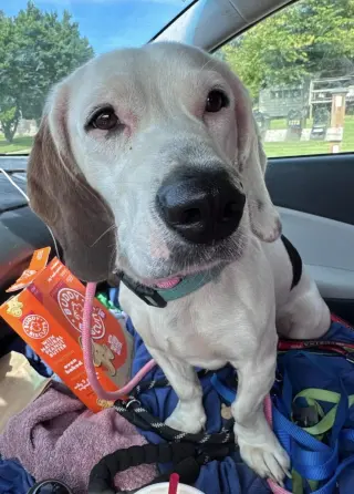 Auggie
