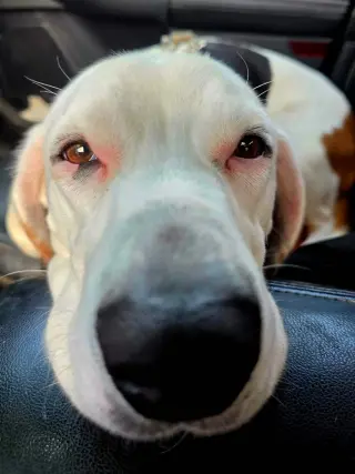 Auggie