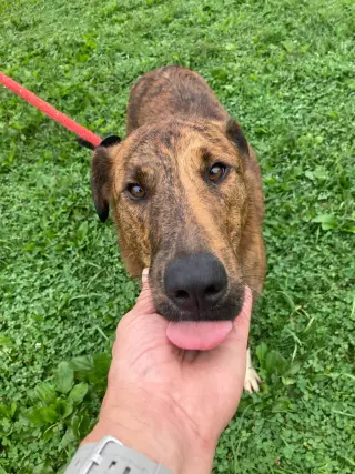 Scout