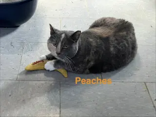 Peaches