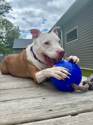 Zuko