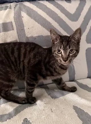 Kai