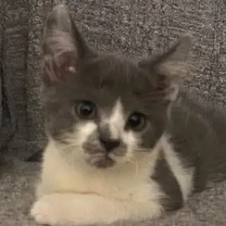 Mustachio Pistachio