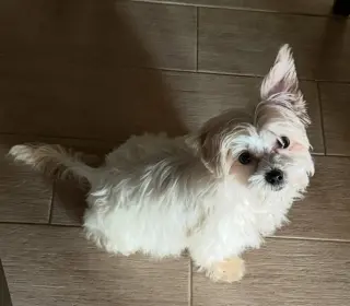 Ellie - ADOPTION PENDING