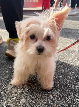 Ellie - ADOPTION PENDING