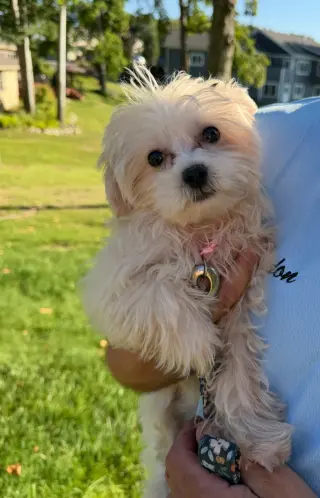 Ellie - ADOPTION PENDING