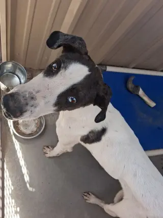 Clyde