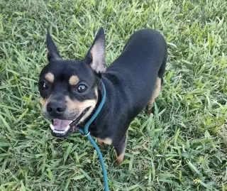 Bruno (TX)