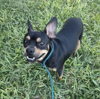 Bruno (TX)