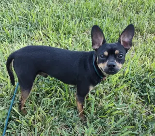 Bruno (TX)