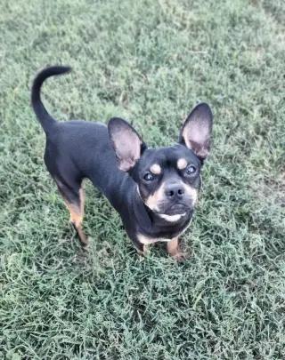 Bruno (TX)