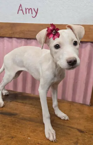 Amy (TX)