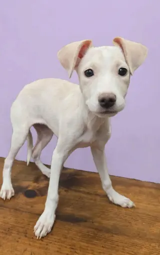 Amy (TX)