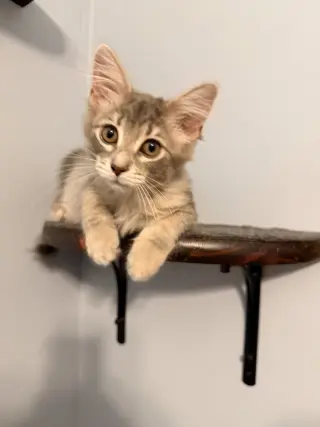 Daphne