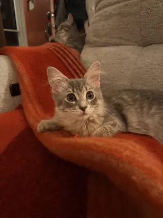 Daphne