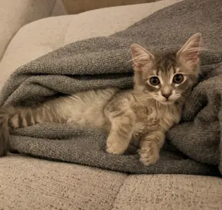 Daphne