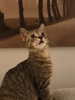 Juniper