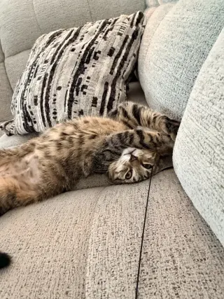 Juniper