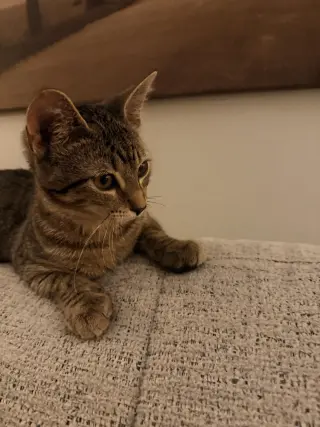 Juniper