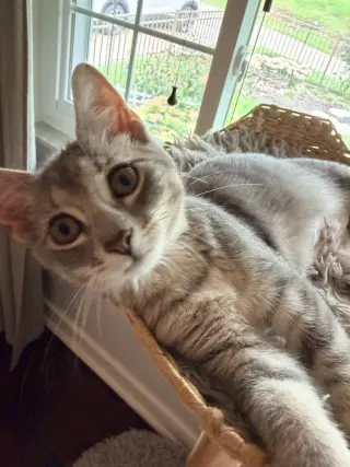 Hazel