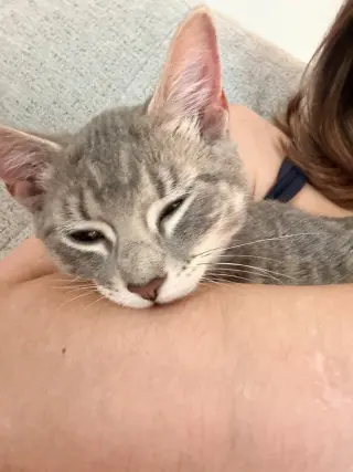 Hazel