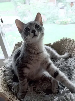 Hazel