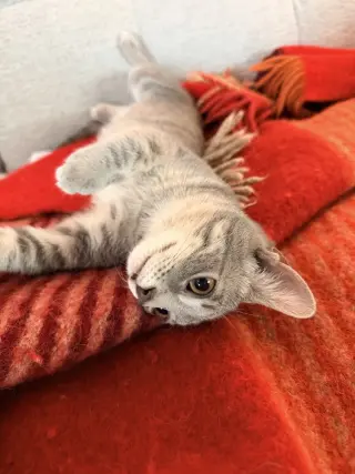 Holly