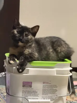 Ambrosia