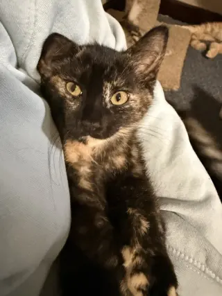 Ambrosia