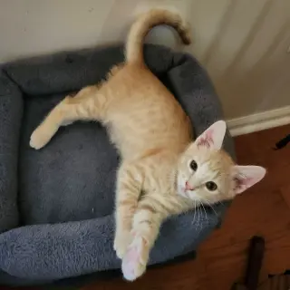 Obie