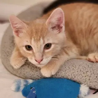 Obie