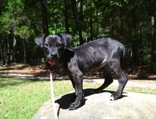 Ebony