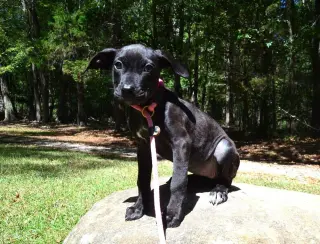 Echo